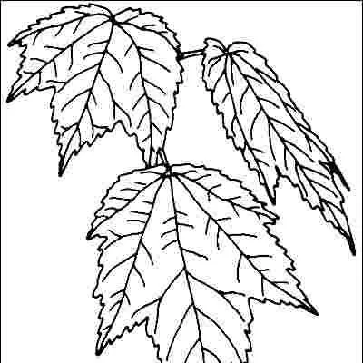 thumbnail for publication: Acer rubrum 'Red Sunset': 'Red Sunset' Red Maple
